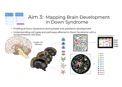 Scientific figure showing the brain and mapping of genes to cells during brain development