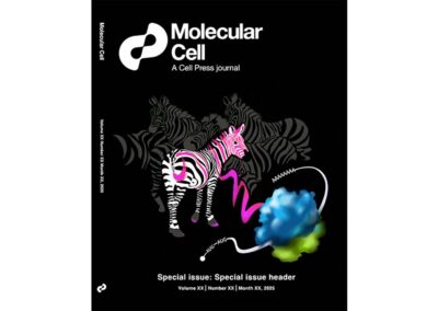 Molecular Cell cover mockup with pink-striped zebra representing rare disease relating to protein translation.