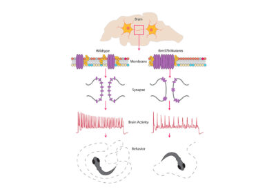 Tomasello research showing difference in brain activity due to mutation