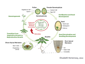 Elizabeth Hemenway with Jen Cook-Chrysos plant lifecycle resetting