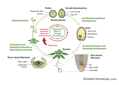 Elizabeth Hemenway with Jen Cook-Chrysos plant lifecycle resetting