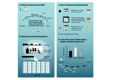 sholes-coffin graphical abstract about the effect of noise on the rate of salmon return rate